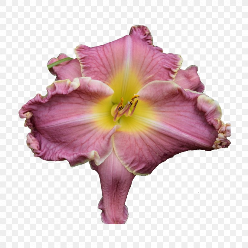 Pink Purple Petal Flower Violet, PNG, 1200x1200px, Pink, Daylily, Flower, Hibiscus, Morning Glory Download Free