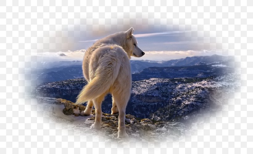 Siberian Husky Arctic Wolf Wildlife Snake Animal, PNG, 800x500px, Siberian Husky, Animal, Animal Track, Arctic Wolf, Canis Download Free