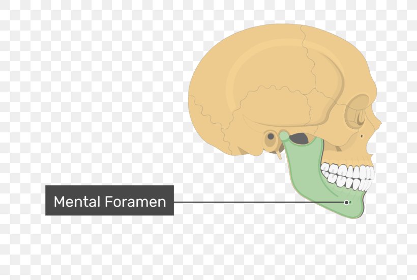 Skull Mental Foramen Coronoid Process Of The Mandible, PNG, 770x550px, Skull, Anatomy, Angle Of The Mandible, Axial Skeleton, Bone Download Free