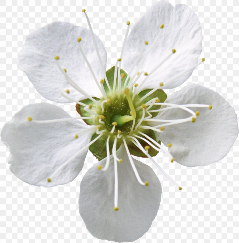 Apples Flower Floral Formula Clip Art Png 1873x1906px Apples Blossom Cut Flowers Diagram Digital Image Download Apples Flower Floral Formula Clip Art Png 1873x1906px Apples Blossom Cut Flowers Diagram Digital Image Download
