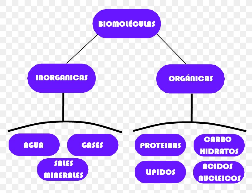 Biomolecule Chemistry Organism Life Beslenme, PNG, 800x629px, Biomolecule, Area, Beslenme, Brand, Chemistry Download Free