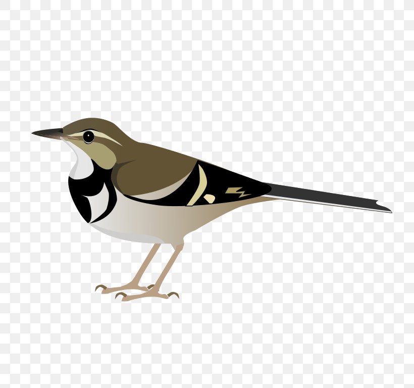 Bird Forest Wagtail Vertebrate Dendronanthus, PNG, 768x768px, Bird, Animal, Beak, Bergeronnette, Biological Classification Download Free