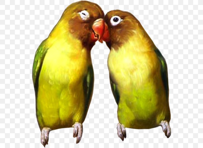 Budgerigar Lovebird Parakeet Cockatoo, PNG, 564x600px, Budgerigar, Animal, Beak, Bird, Cockatoo Download Free