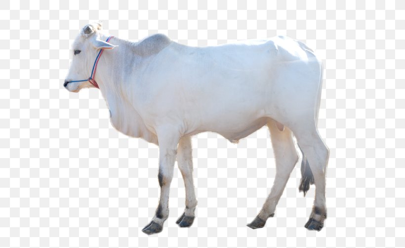 Dairy Cattle Boer Goat Brahman Cattle Taurine Cattle Calf, PNG, 700x502px, Dairy Cattle, Animal Figure, Aqiqah, Boer Goat, Brahman Cattle Download Free