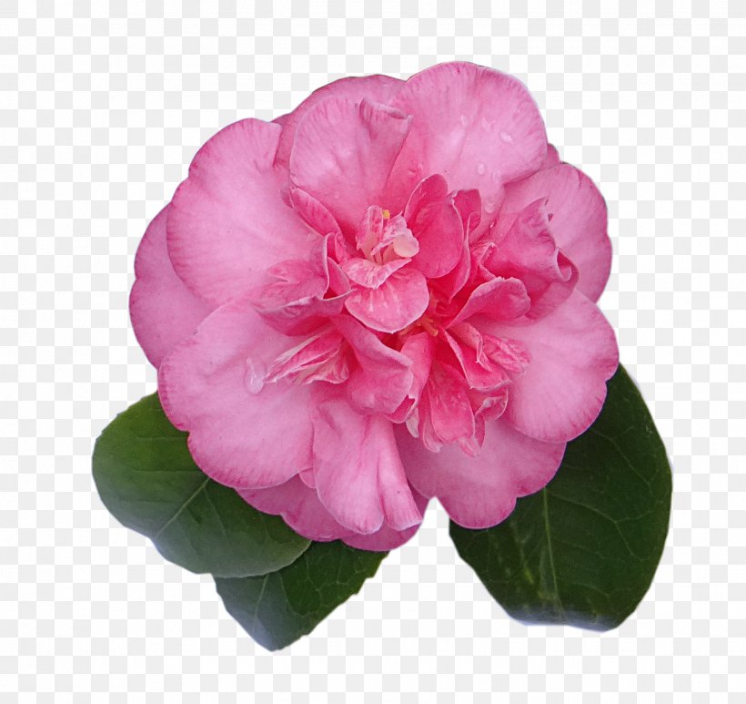 Digital Scrapbooking Embellishment Japanese Camellia, PNG, 1828x1724px, Digital Scrapbooking, Annual Plant, Azalea, Camellia, Camellia Sasanqua Download Free