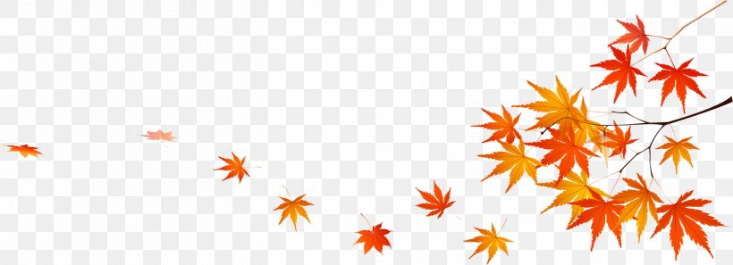 Maple Leaf Image Autumn, PNG, 1412x512px, Leaf, Autumn, Autumn Leaf Color, Branch, Deciduous Download Free