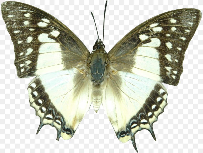 Monarch Butterfly Pieridae Brush-footed Butterflies Gossamer-winged Butterflies, PNG, 814x618px, Monarch Butterfly, Arthropod, Bombycidae, Brush Footed Butterfly, Brushfooted Butterflies Download Free