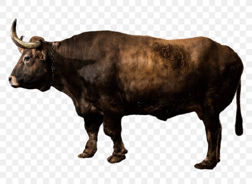 Ox Bovine, PNG, 800x600px, Bull, American Bison, Animal, Beef, Bison Download Free