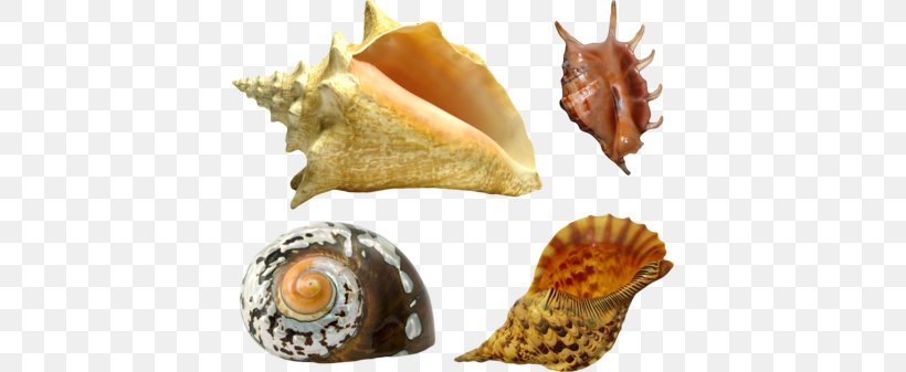 Seashell Oyster Mollusc Shell Gastropod Shell, PNG, 400x337px, Seashell, Beach, Conch, Gastropod Shell, Mollusc Shell Download Free