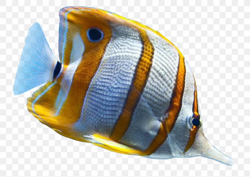 Tropical Fish Ornamental Fish Sea, PNG, 834x592px, Fish, Animal, Coral Reef Fish, Marine Biology, Marine Mammal Download Free