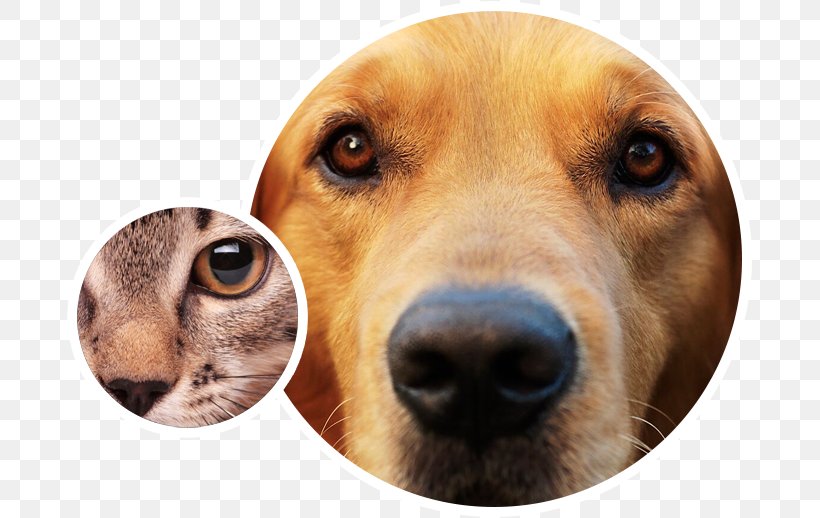 Animal Eye Care Dog Breed Face, PNG, 686x518px, Dog, Animal, Carnivoran, Companion Dog, Dog Breed Download Free
