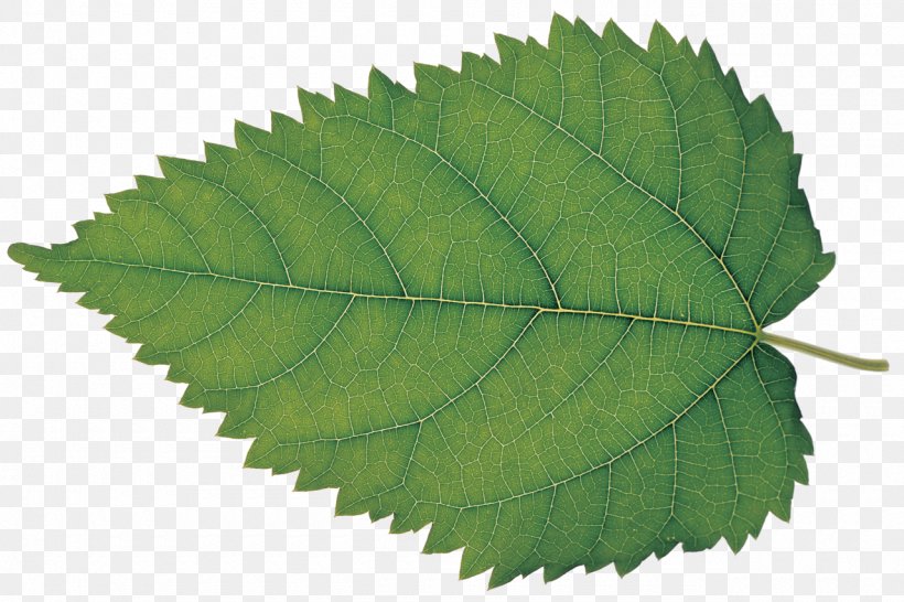 Leaf Silkworm White Mulberry Plant Bladnerv, PNG, 1280x853px, Leaf, Bladnerv, Deciduous, Elm Family, Fruit Tree Download Free