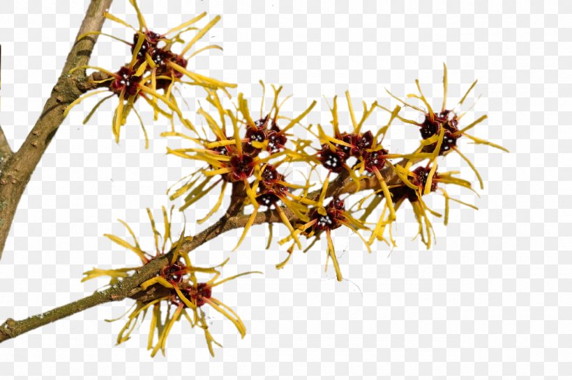 Sebore Witch-hazel Skin Herbal Distillate Astringent, PNG, 1280x853px, Witchhazel, Astringent, Branch, Capelli, Cosmetics Download Free