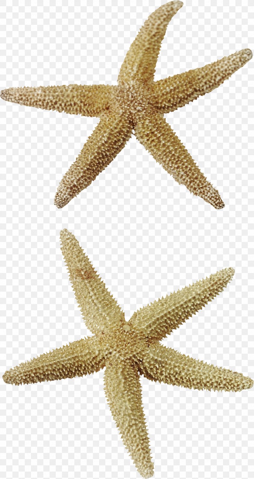 Starfish Clip Art, PNG, 1596x3007px, Starfish, Animation, Digital Image, Echinoderm, Invertebrate Download Free