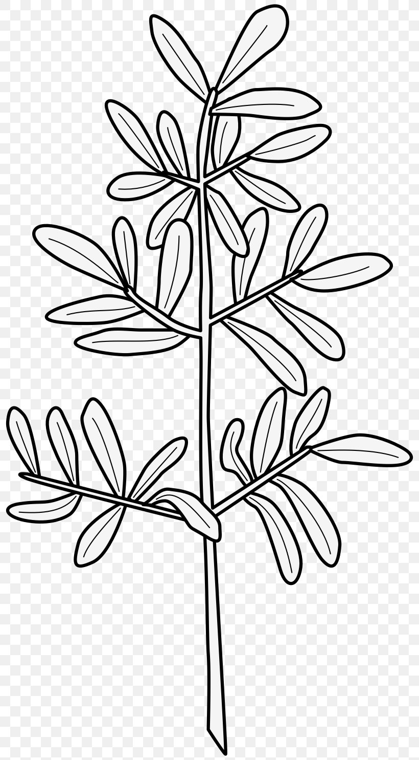 Twig Medicinal Plants Leaf Flower, PNG, 808x1485px, Twig, Black And White, Branch, Common Rue, Cut Flowers Download Free