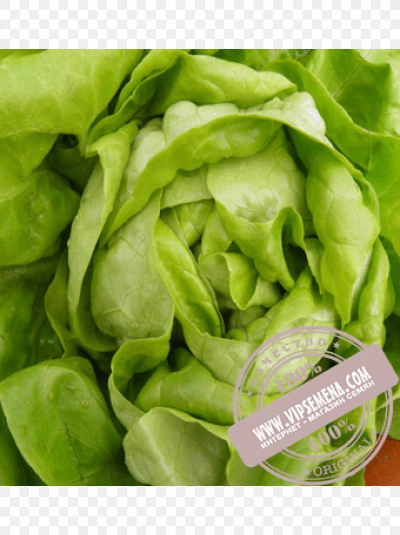 Vegetable Salad Greens Tarragon Butterhead Lettuce, PNG, 1000x1340px, Vegetable, Brassica Oleracea Var Italica, Broccoli, Butterhead Lettuce, Cabbages Download Free