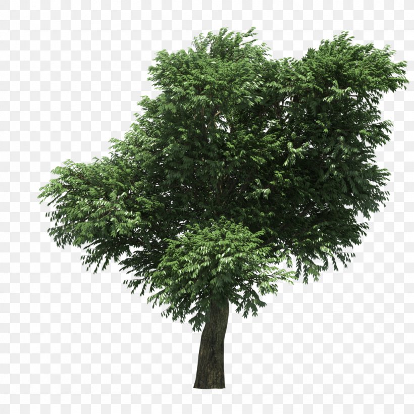 Arbutus Menziesii Strawberry Tree 3D Modeling 3D Computer Graphics, PNG, 1024x1024px, 3d Computer Graphics, 3d Modeling, Tree, Art, Autodesk 3ds Max Download Free