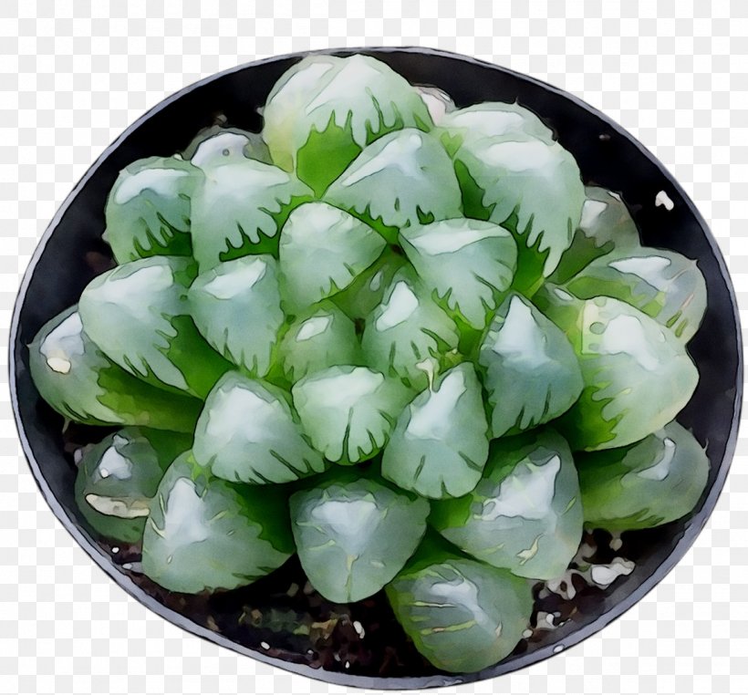 Cruciferous Vegetables Cabbage Asian Cuisine Mustards Food, PNG, 1151x1070px, Cruciferous Vegetables, Asian Cuisine, Cabbage, Flower, Food Download Free