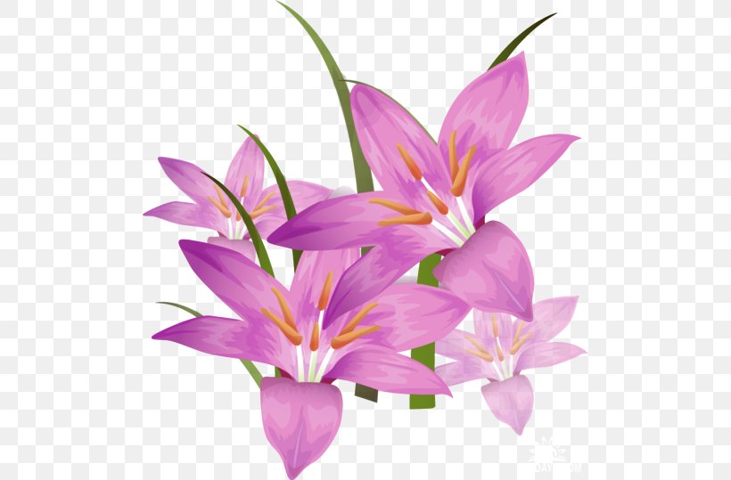 Desktop Wallpaper Presentation Lilium Display Resolution, PNG, 500x539px, Presentation, Crocus, Cut Flowers, Display Resolution, Flora Download Free