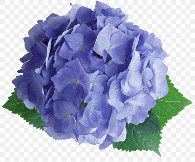 French Hydrangea Stock Photography Image, PNG, 900x749px, French Hydrangea, Artificial Flower, Blue, Bouquet, Cornales Download Free