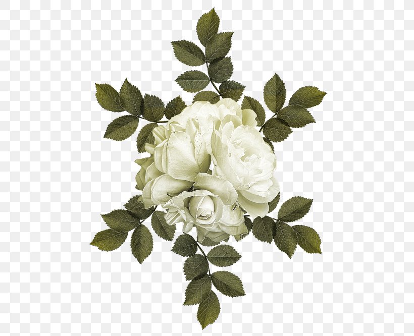 Garden Roses Cabbage Rose Flower, PNG, 500x666px, Garden Roses, Branch, Cabbage Rose, Cut Flowers, Floral Design Download Free