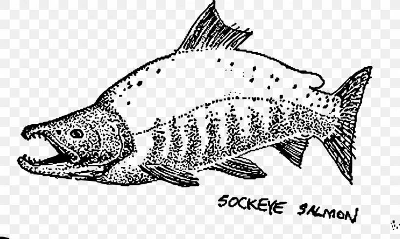 Sushi Sockeye Salmon Drawing Salmon (color), PNG, 1280x766px, Sushi, Animal Figure, Artwork, Atlantic Salmon, Black And White Download Free