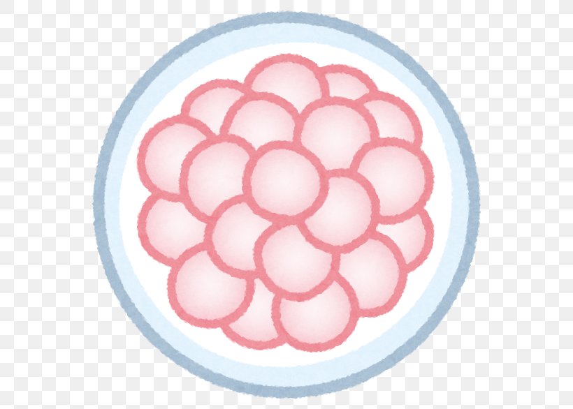 Zygote Fertilisation Pregnancy Fallopian Tube Egg Cell, PNG, 586x586px, Zygote, Blastocyst, Cell Division, Egg, Egg Cell Download Free