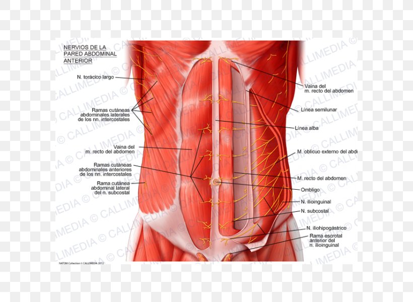 Abdominal Wall Abdomen Abdominal External Oblique Muscle Subcostalis Muscle Rectus Abdominis Muscle, PNG, 600x600px, Watercolor, Cartoon, Flower, Frame, Heart Download Free