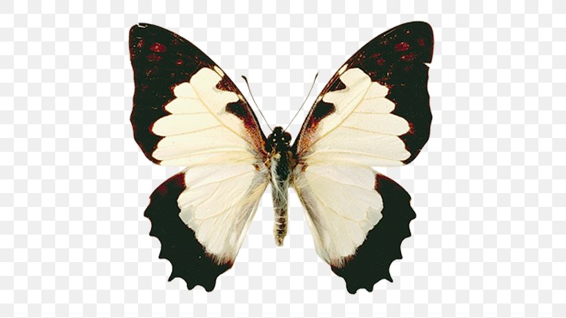 Butterfly Gossamer-winged Butterflies Moth Pieridae Clip Art, PNG, 573x461px, Butterfly, Animaatio, Animal, Arthropod, Blog Download Free