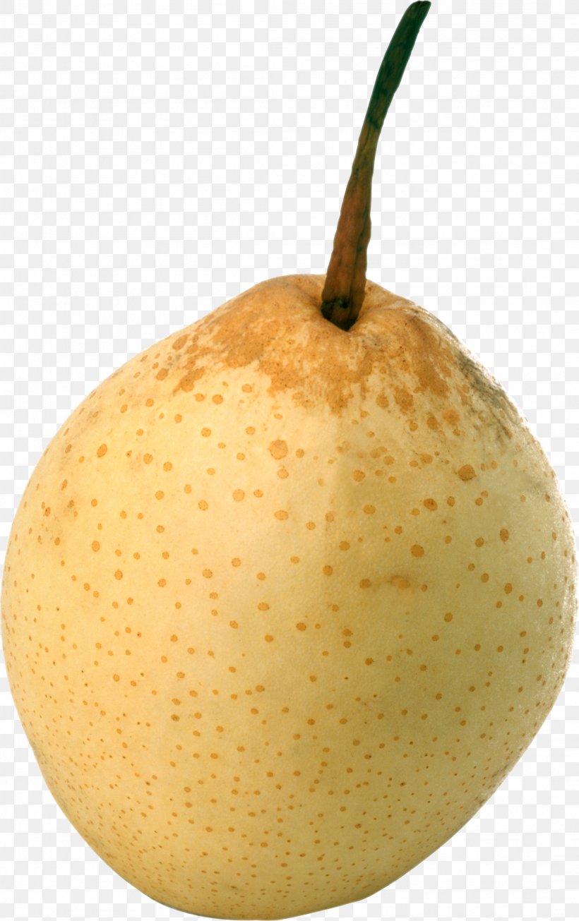 European Pear Papa Pear Saga Princeton University Rosaceae, PNG, 2199x3500px, Asian Pear, Amygdaloideae, Apple, Bosc Pear, European Pear Download Free