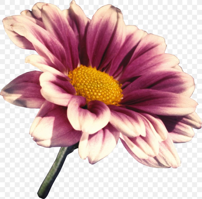 Flower Transvaal Daisy Clip Art, PNG, 1200x1183px, Flower, Annual Plant, Chrysanths, Cut Flowers, Dahlia Download Free