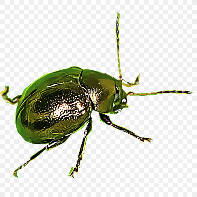 Leaf Beetles Scarabs Dung Beetle Ground Beetle, PNG, 1000x1000px, Leaf Beetles, Arthropod, Beetle, Dung Beetle, Flea Download Free