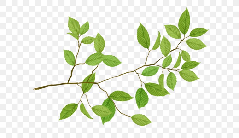 Leaf Clip Art, PNG, 700x476px, Leaf, Autocad Dxf, Branch, Herb, Herbalism Download Free
