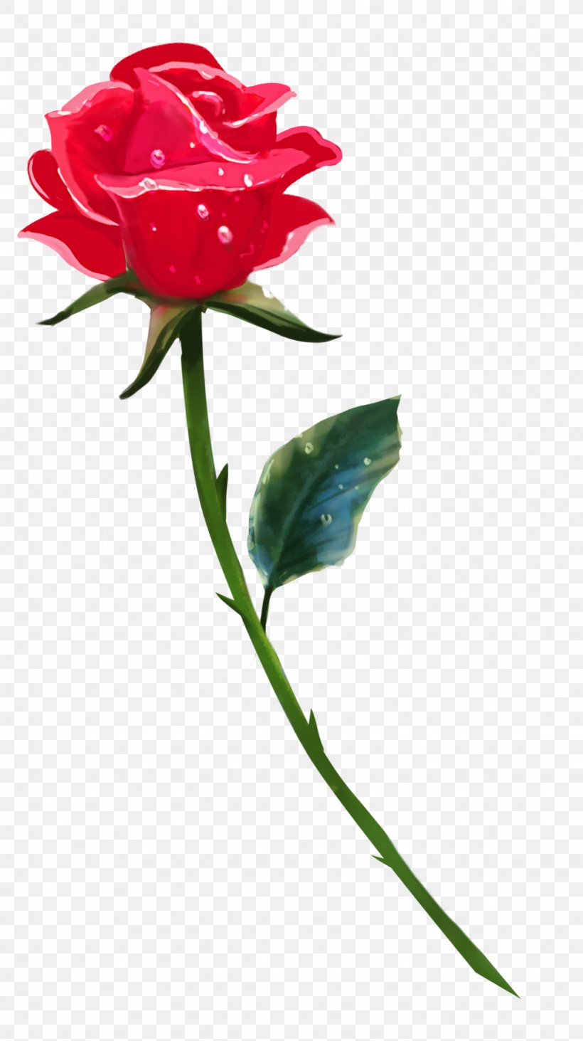 Rose Drawing Flower Stock Photography, PNG, 1024x1828px, Rose, Art, Blue Rose, Bud, Carnation Download Free