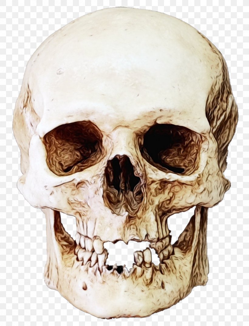 Bone Skull Skeleton Head Jaw, PNG, 993x1302px, Watercolor, Anthropology, Bone, Forehead, Head Download Free