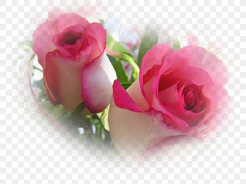 Desktop Wallpaper Rose Image Photograph Flower, PNG, 1024x768px, Rose, Art, Artificial Flower, Cut Flowers, Floristry Download Free