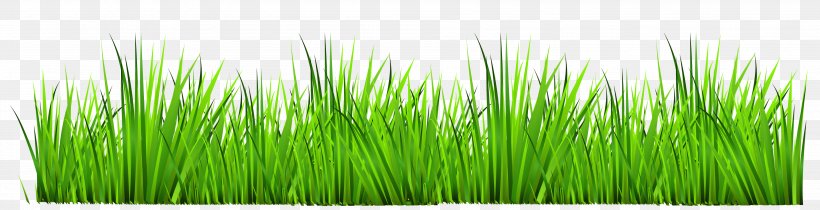 Drawing Royalty-free Photography Clip Art, PNG, 3788x974px, Drawing, Can Stock Photo, Chrysopogon Zizanioides, Commodity, Grass Download Free