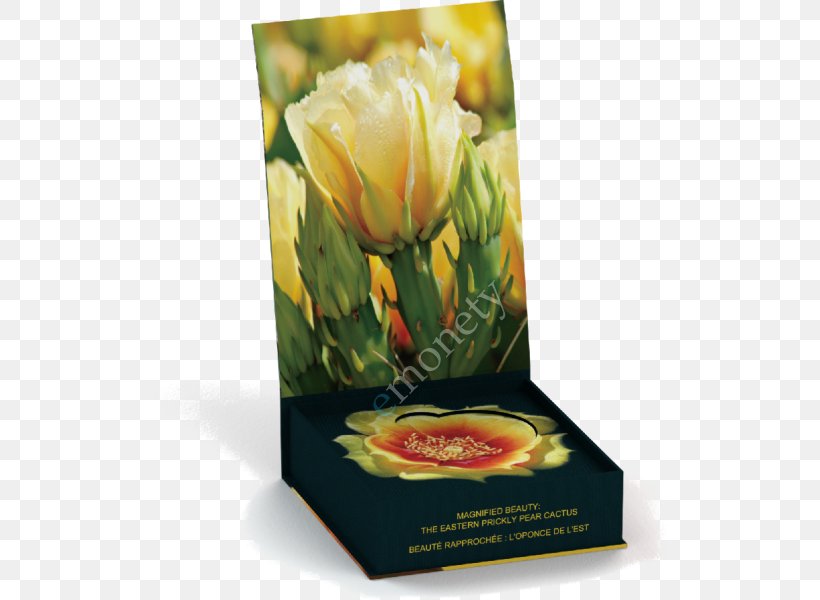 Floral Design Eastern Prickly Pear Cactaceae Flowerpot, PNG, 523x600px, Floral Design, Cactaceae, Cent, Coin, Eastern Prickly Pear Download Free