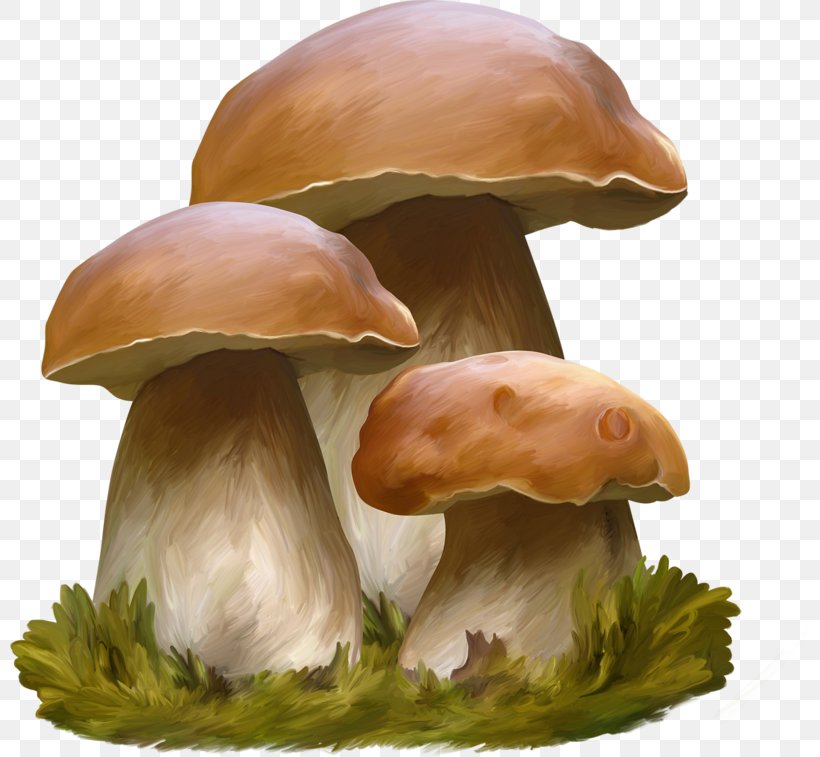 Oyster Mushroom Pleurotus Eryngii Penny Bun Shiitake Agaricaceae, PNG, 800x757px, Oyster Mushroom, Agaricaceae, Agaricomycetes, Edible Mushroom, Fungus Download Free