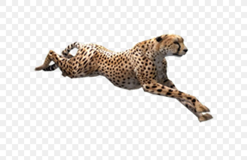 Cheetah Zoo Tycoon 2, PNG, 600x533px, Zoo Tycoon 2, Animal, Big Cats, Carnivoran, Cat Like Mammal Download Free