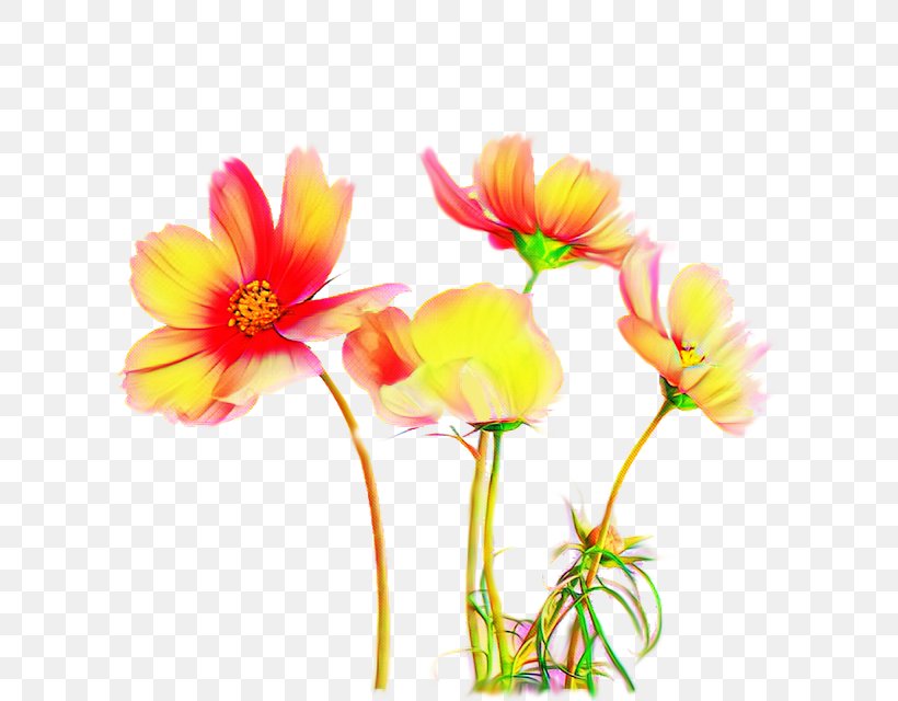 Flower Flowering Plant Petal Plant Cut Flowers, PNG, 640x640px, Flower, Cut Flowers, Flowering Plant, Garden Cosmos, Pedicel Download Free