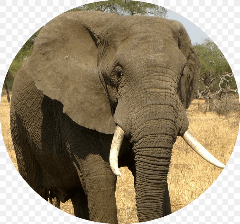 African Bush Elephant Asian Elephant Rhinoceros, PNG, 885x827px, African Bush Elephant, Africa, African Elephant, Asian Elephant, Desert Elephant Download Free