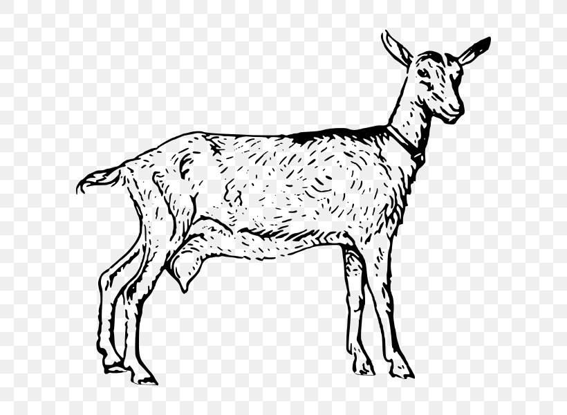 Boer Goat Black Bengal Goat Poitou Goat Russian White Goat Sheep, PNG, 600x600px, Boer Goat, Animal Figure, Black And White, Black Bengal Goat, Cattle Like Mammal Download Free