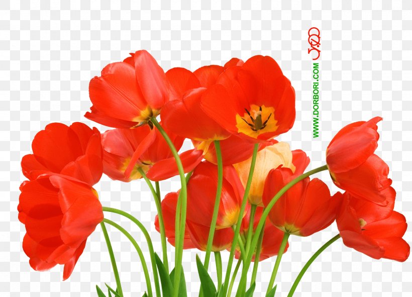 Desktop Wallpaper Flower Love Petal, PNG, 1800x1297px, Flower, Annual Plant, Coquelicot, Cut Flowers, Flower Bouquet Download Free