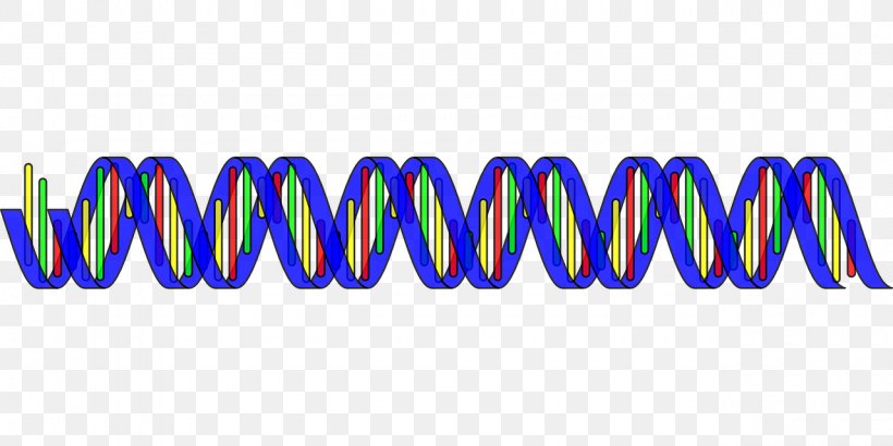 Nucleic Acid Double Helix DNA RNA Clip Art, PNG, 1280x640px, Nucleic Acid Double Helix, Base Pair, Blue, Brand, Dna Download Free