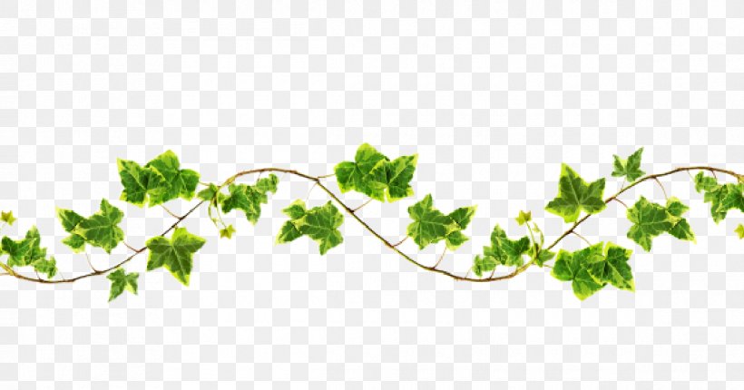 Clip Art Vine Image Drawing, PNG, 1190x625px, Vine, Art, Branch, Drawing, Flower Download Free