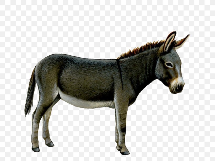 Donkey Clip Art, PNG, 768x614px, Donkey, Fauna, Hinny, Horse, Horse Like Mammal Download Free