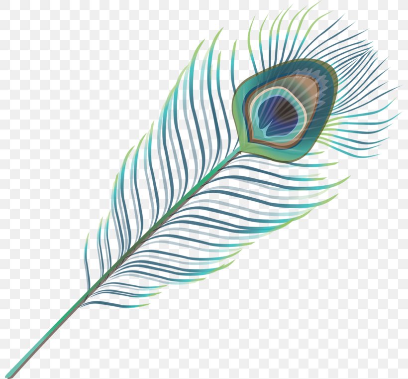 Feather Wing Google Images Download, PNG, 800x761px, Feather, Aqua, Beak, Bird, Cartoon Download Free