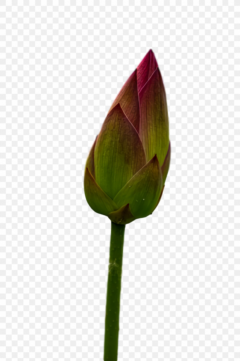 Plant Stem Tulip Leaf Bud Petal, PNG, 960x1440px, Plant Stem, Biology, Bud, Leaf, Petal Download Free
