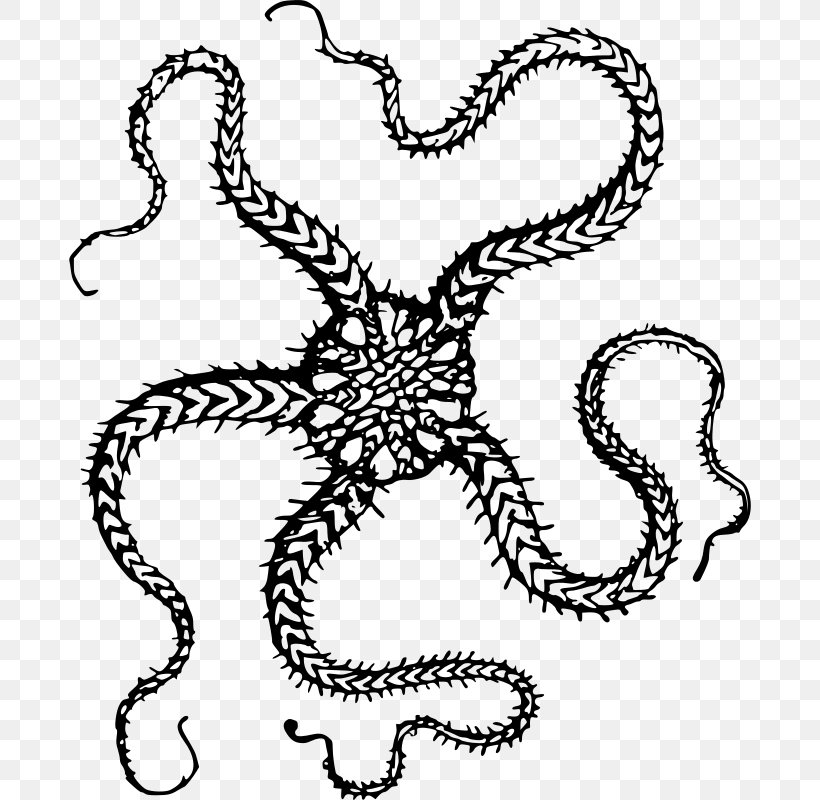 T-shirt Hoodie Starfish Clip Art, PNG, 682x800px, Tshirt, Art, Artwork, Black And White, Brittle Star Download Free